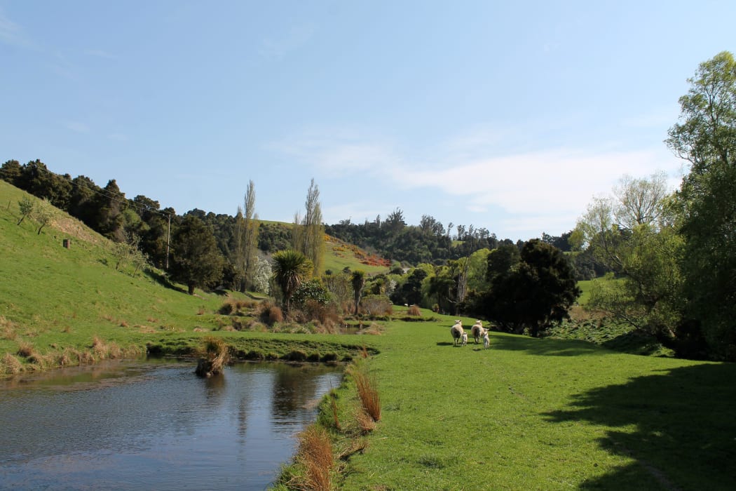 Koura ponds and sheep in the Puerua Valley.