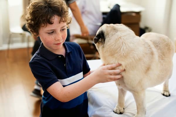 A child puts their hand below a dog's mouth, on the chest.