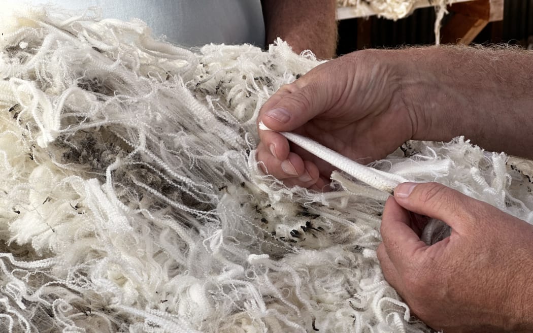 NZ Fine Wool Supreme Fleece judge Craig Smith examines the fibres of a Merino fleece.