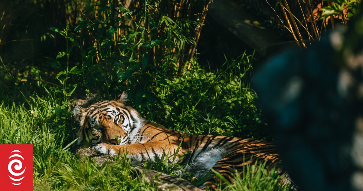 Topeka Zoo receives first half of breeding pair of Sumatran tigers