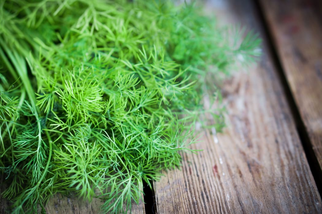 Fresh dill on rustic wooden table.