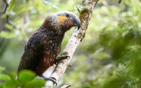 South Island kākā