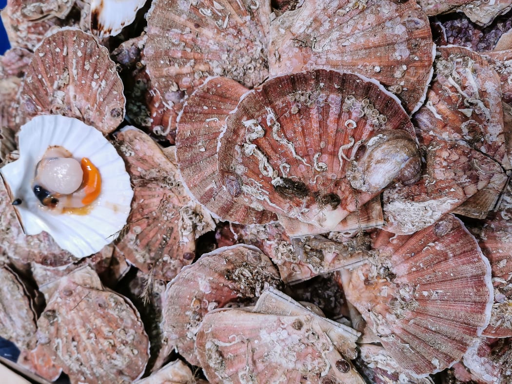 Closeup view of fresh scallop shell on sale on local market.