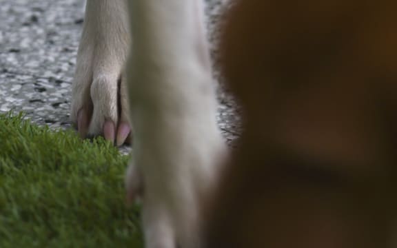 Dogs at Auckland's pet shelter, where animals are looked after for families escaping abusive homes.
