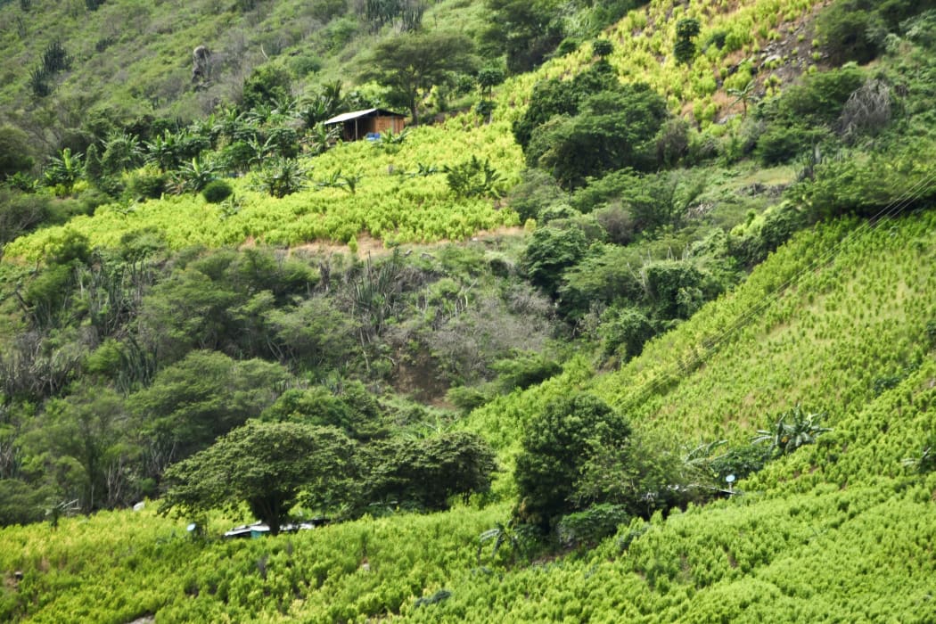 View of a coca field on a hillside in a rural area of Policarpa, department of Narino, Colombia, on 15 January, 2017.
