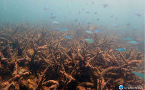 Staghorn corals killed by coral bleaching on Bourke Reef, on the Northern Great Barrier Reef, November 2016.