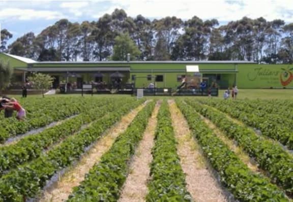 Julian's Berry Farm and Cafe in Whakatane, Bay of Plenty