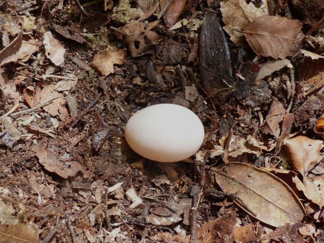 A New Zealand storm petrel egg.