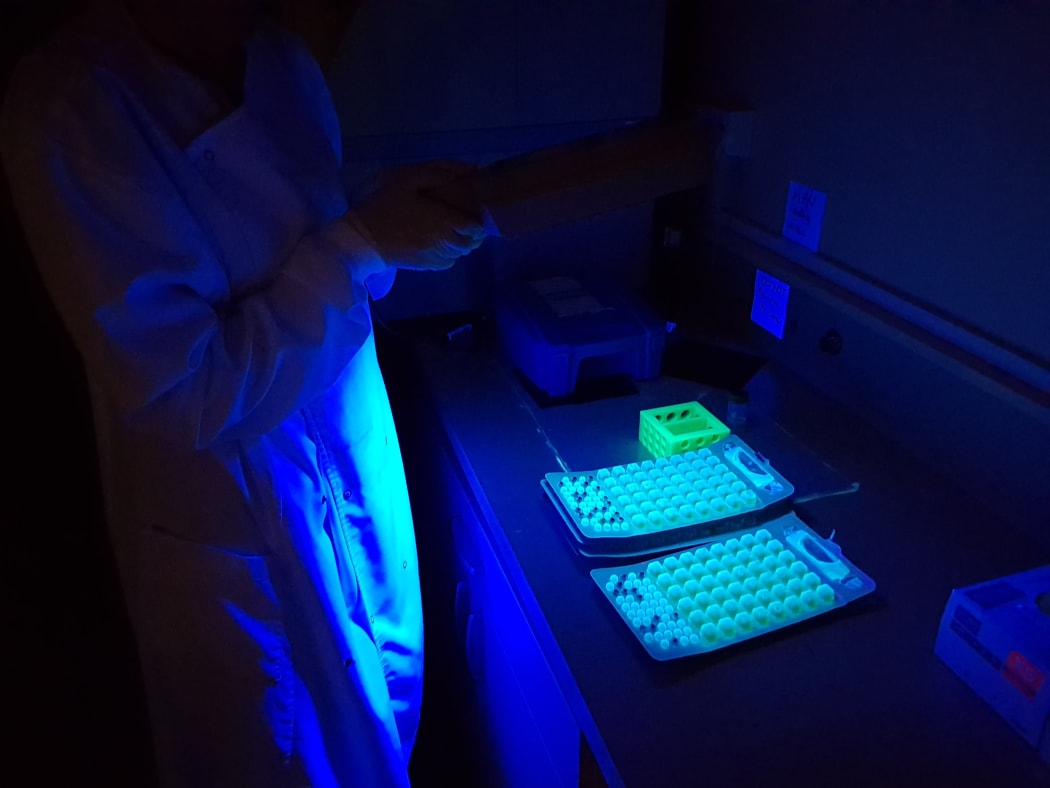 In this picture, a scientist uses to white light to test for E coli in samples.