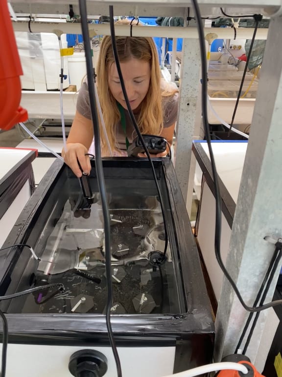 A woman with long blonde hair leans over a water tank in a lab with tubes extending from it. Hexagons with filamentous corals growing out of them are visible in the water.