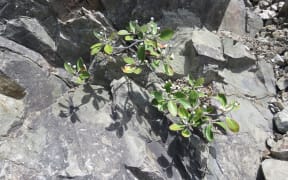 Ohau Rock Daisy