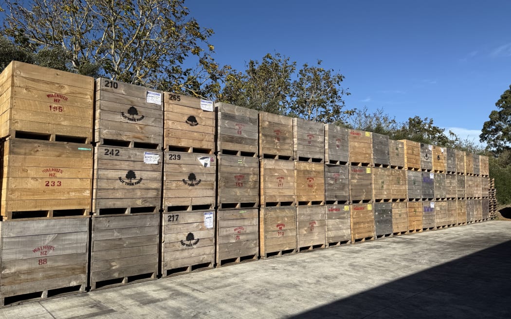 Walnut harvesting at Lightfoot Walnuts