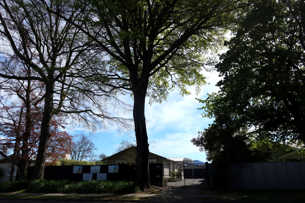 The three trees are located just outside Hay's front yard.