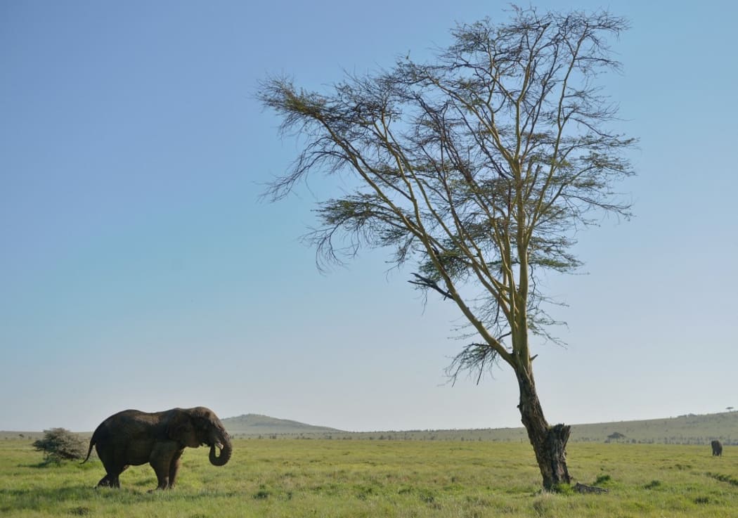 An elephant at the Lewa Wildlife Conservancy at the foot of Mount Kenya, approximately 300 km north of the capital Nairobi.