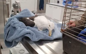 One of the sick gulls at Massey University's wildlife hospital in Palmerston North.