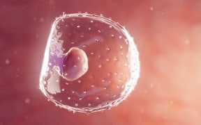 Illustration of an embryo at first week gestation, around the time that embryos are best frozen for the IVF process.