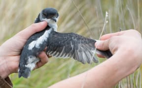 The Whenua Hou diving petrel.