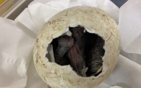 Hoiho chick hatching, Dunedin Wildlife Hospital