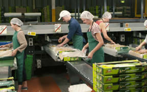 Checkpoint's Zac Fleming tries his hand at kiwifruit packing.