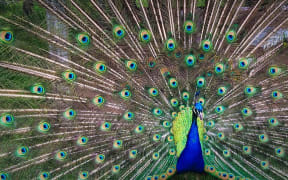 Peacock
