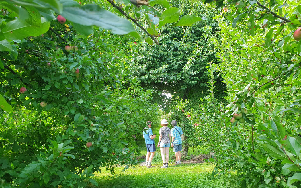 Molewood Orchard sits on some of Greytown's most elite soils.