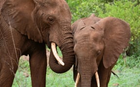 A pair of African elephants in the Manyara National Park in Tanzania (file)