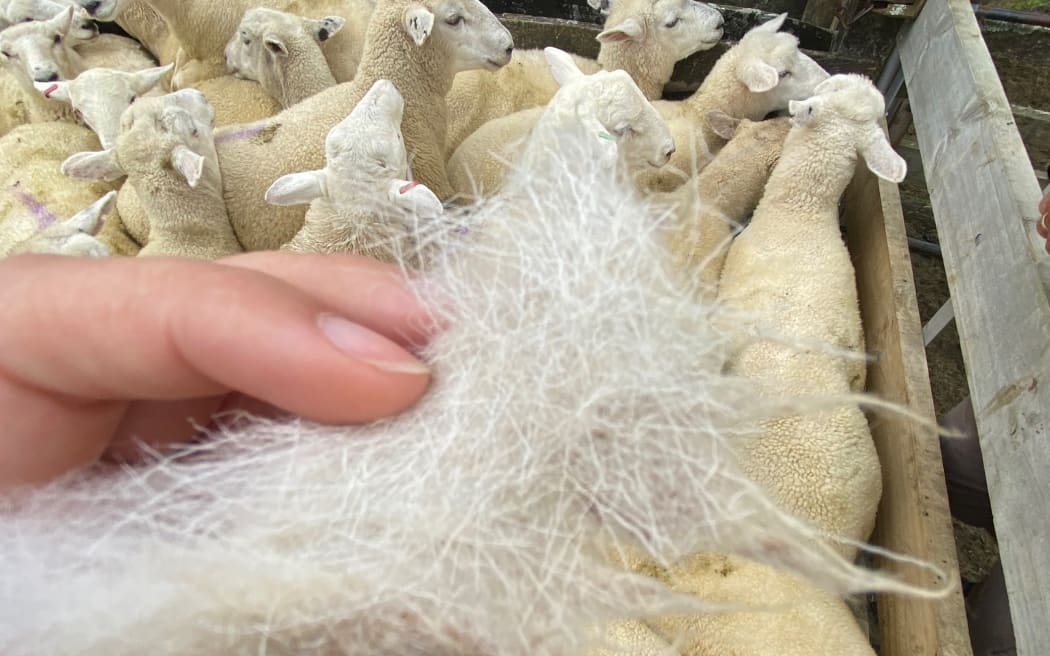 A look at the mixed coat from the first breed.