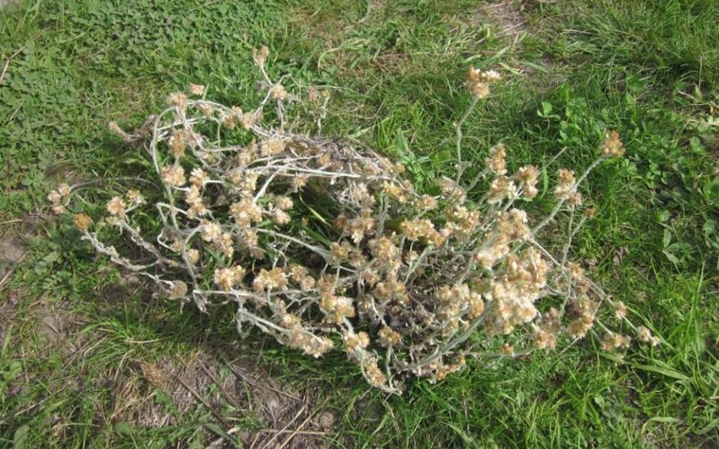 A native cudweed Pseudognaphalium luteoalbum
