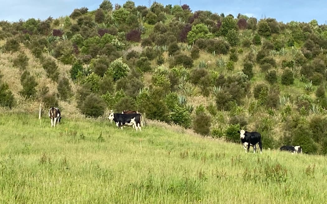 Retired steep hillside on a farm in the catchment.