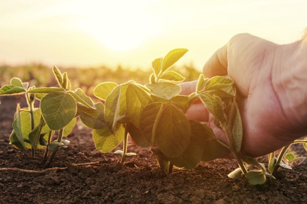 Farmer examining young maize crop. (Photo by IGOR STEVANOVIC / SCIENCE PHOTO / IST / Science Photo Library via AFP)
