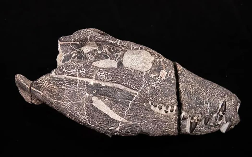 Kostensuchus atrox - ancient relative of modern alligators and crocodiles - single use only