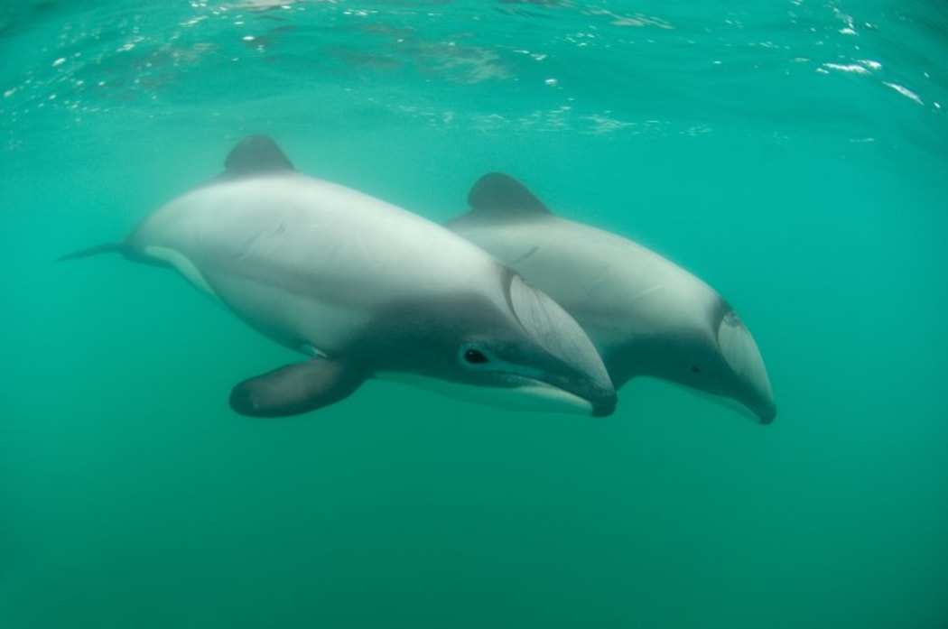 AKAROA 
Hector's Dolphins - Banks peninsula  New Zealand. 
 
Biosphoto / Tobias Bernhard Raff
