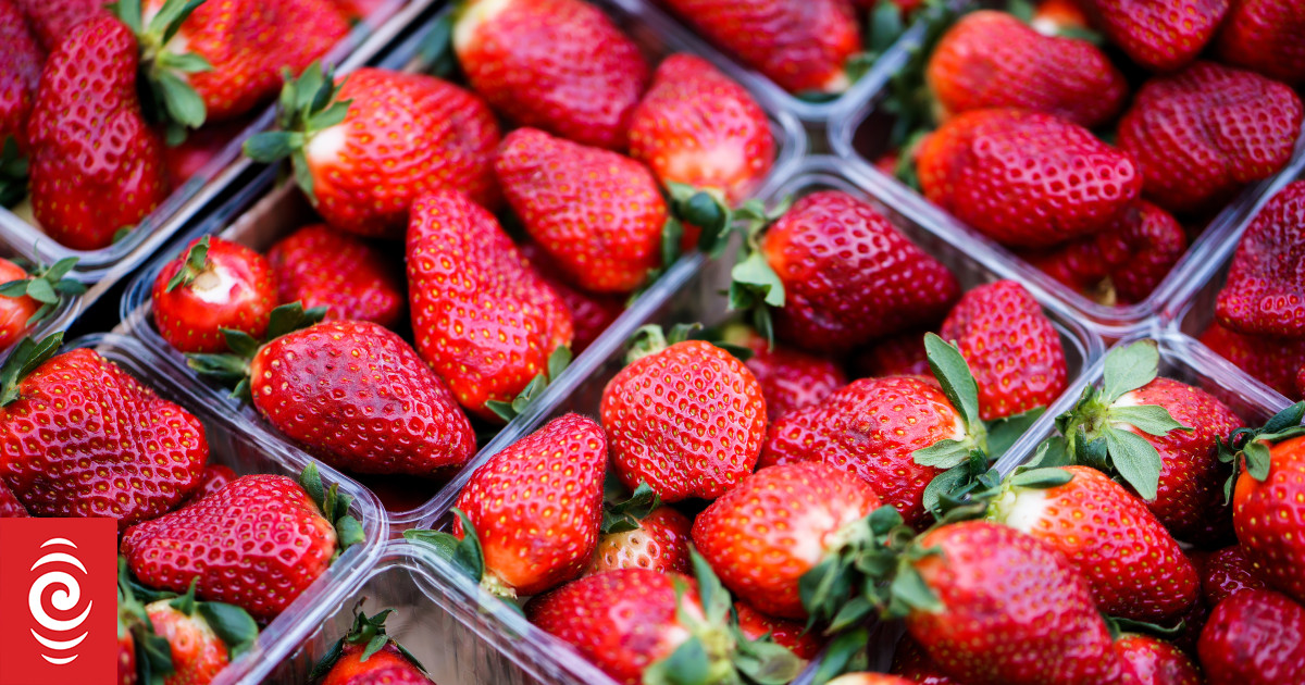 Strawberry grower facing shortage of plants turns to vege production