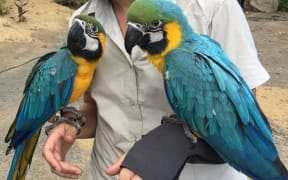The Auckland Zoo macaws
