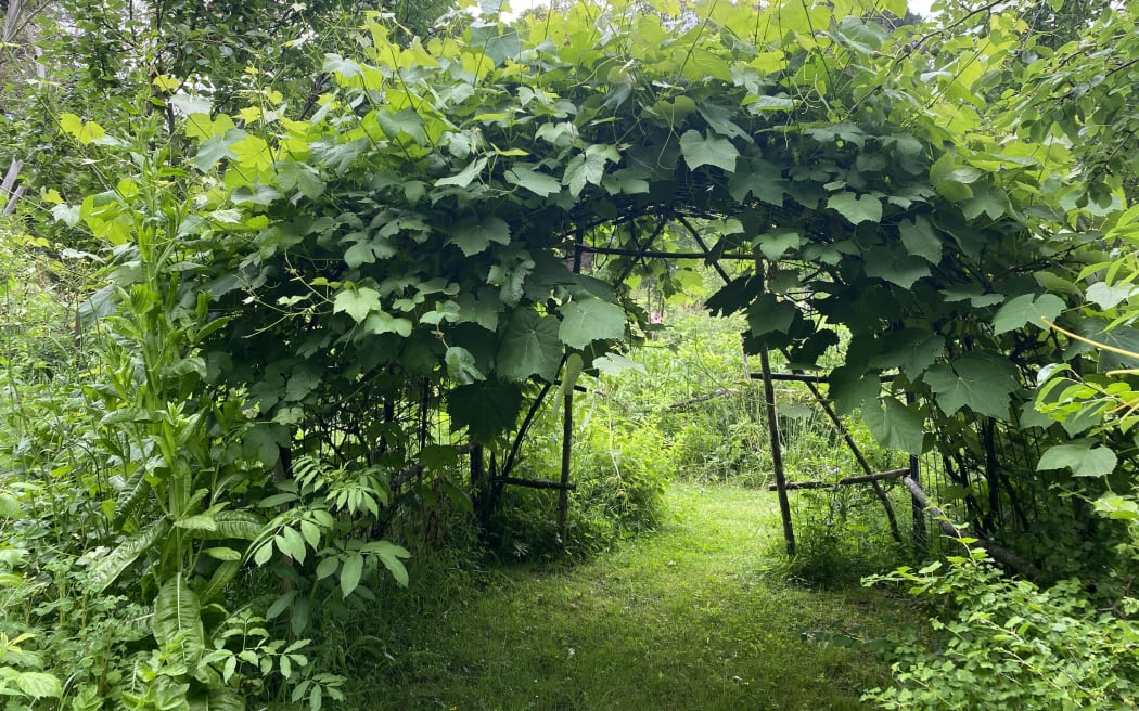 An arbour of grapes makes a shady picnic spot.