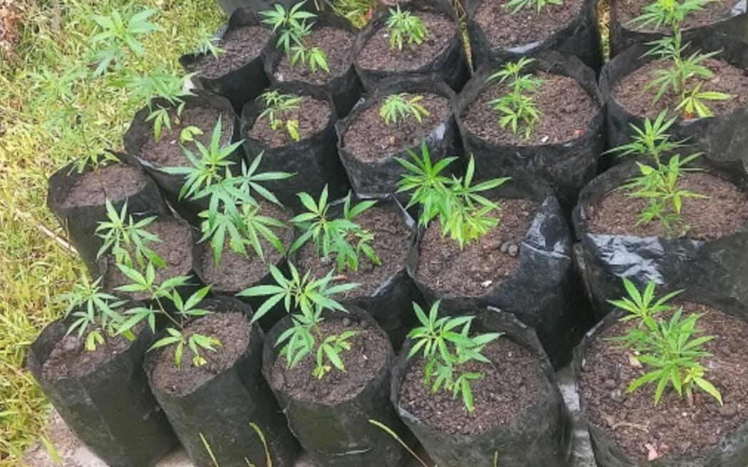 French gendarmes seized 298 plants of cannabis on the main island of Tahiti on 24 January.