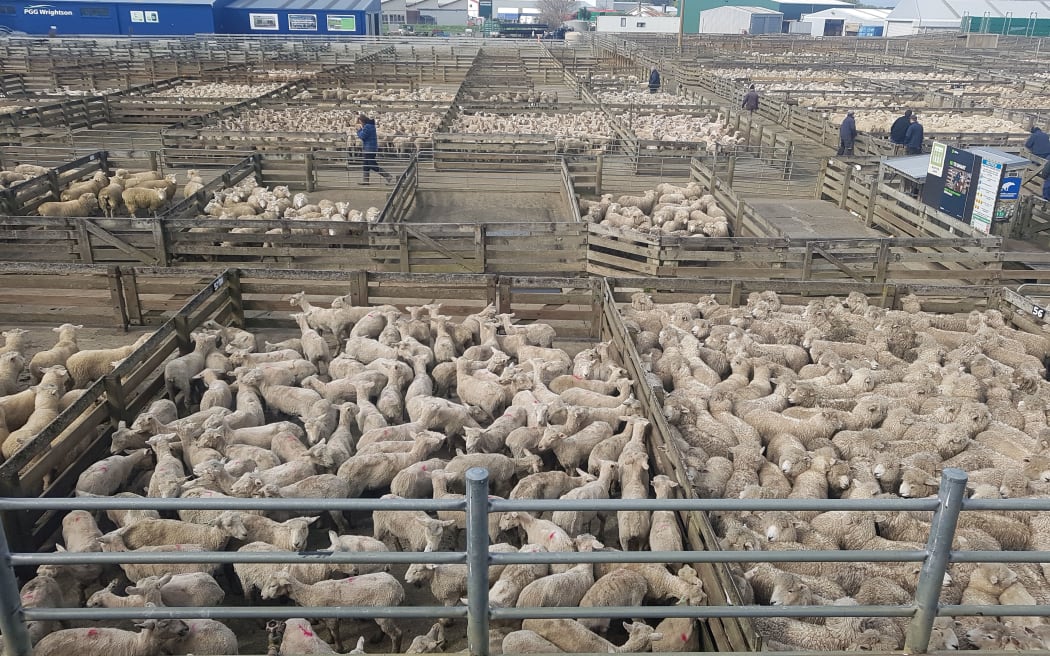 The Feilding sale yards can have up to 40,000 sheep at the biggest sales.