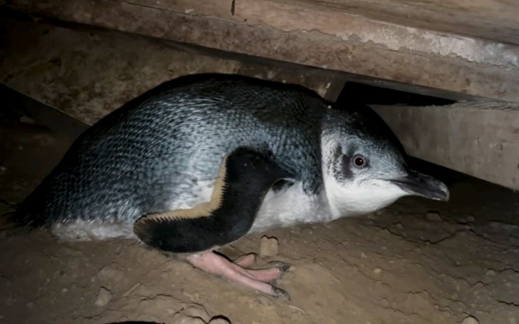 Couple at their wits end from the noise of a multi-generational little blue penguin family who have established themselves under their bedroom