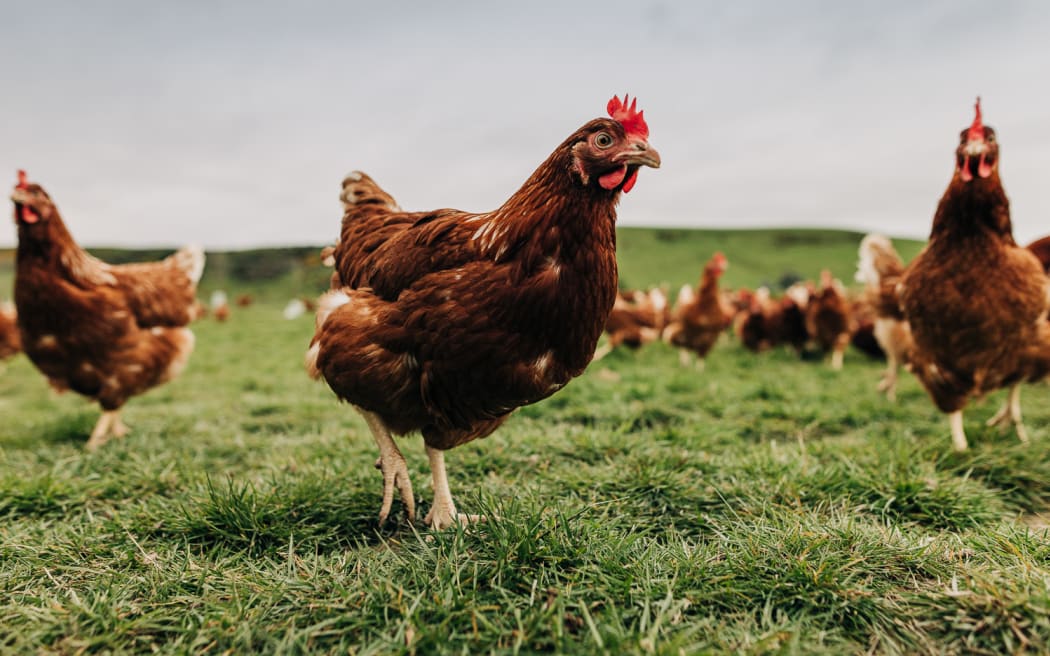 Repopulation efforts are progressing well at Mainland Poultry's Hillgrove Farm in Otago. (File photo)