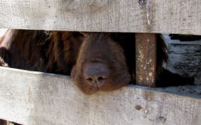 Dog generic in cage