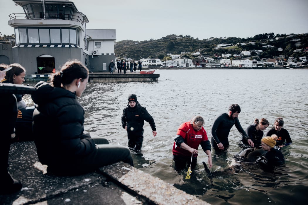 Rescuers and volunteers keep watch over a stranded baby orca at Plimmerton, Wellington.