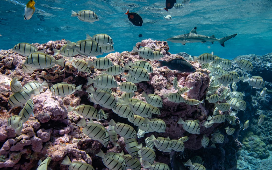 A spectacular coral recovery in progress.