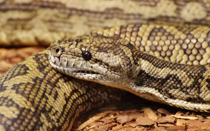 Biosecurity New Zealand confirm coastal carpet python found in Auckland ...