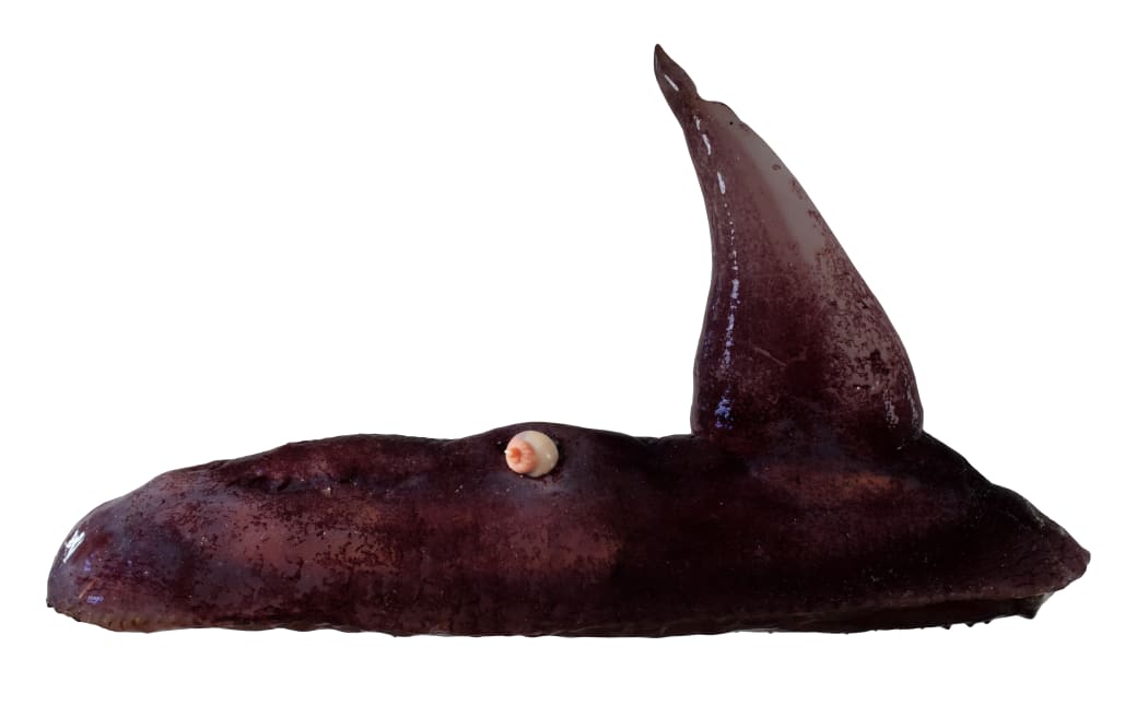 A strange goopy purple sea cucumber blob with a large triangular extension sticking out of its back like a fin or a sail. A tiny white spiral snail shell is attached to the back of the purple blob.
