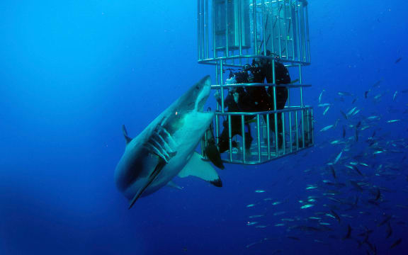 Shot from 'Shark Lockdown' featuring Clarke Gayford