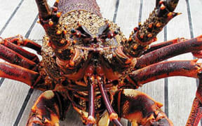 Crayfish