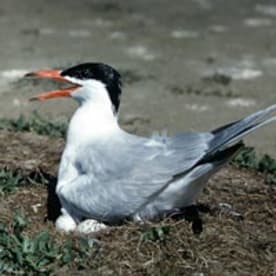 Photo for Tarānui