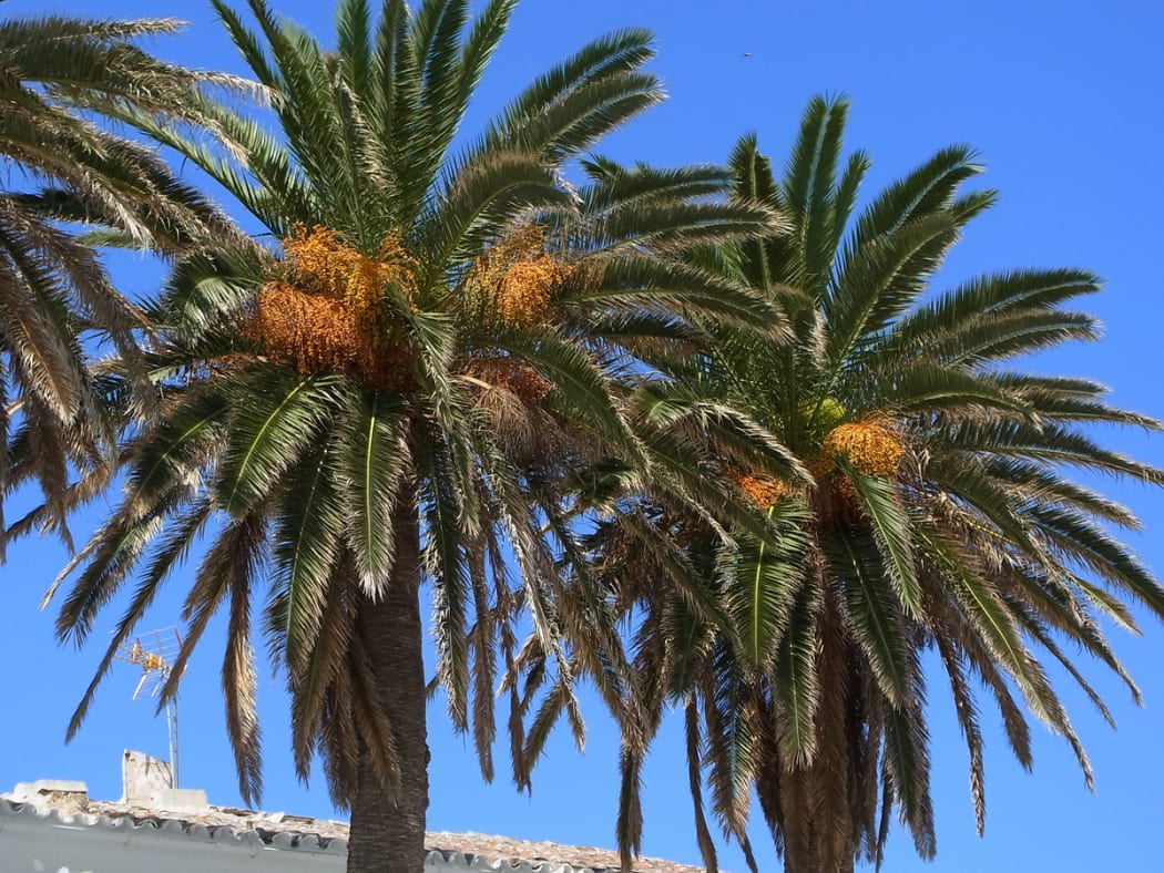 Phoenix palm