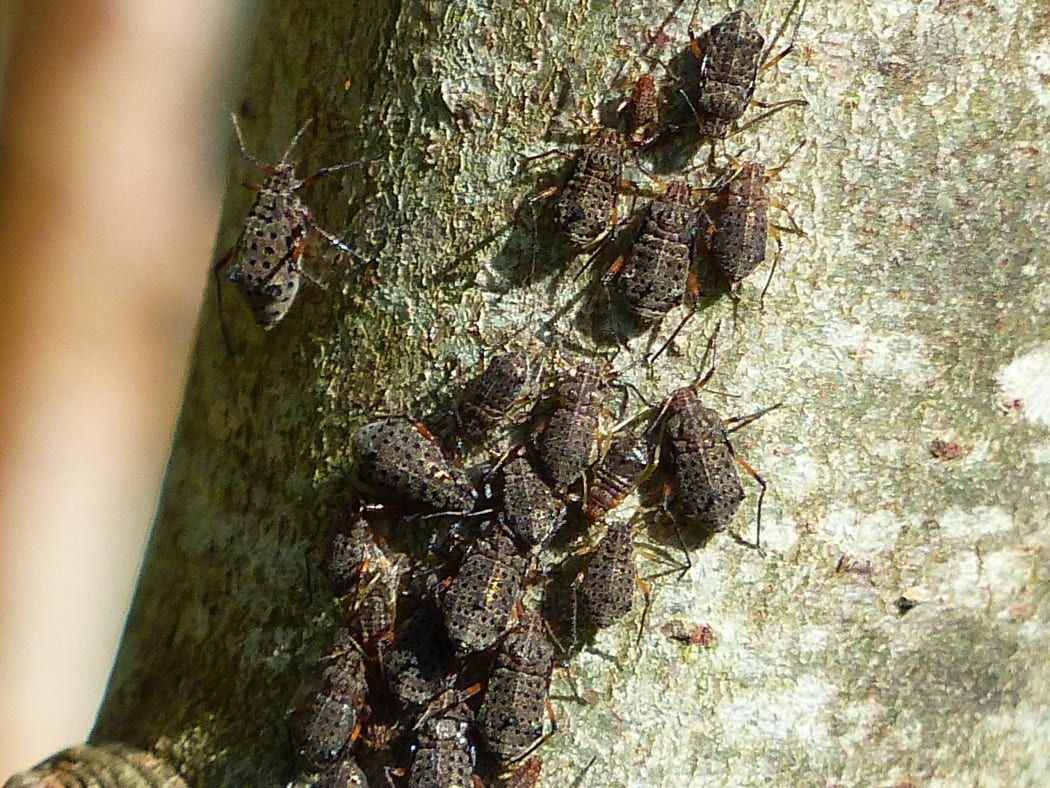 Giant willow aphid