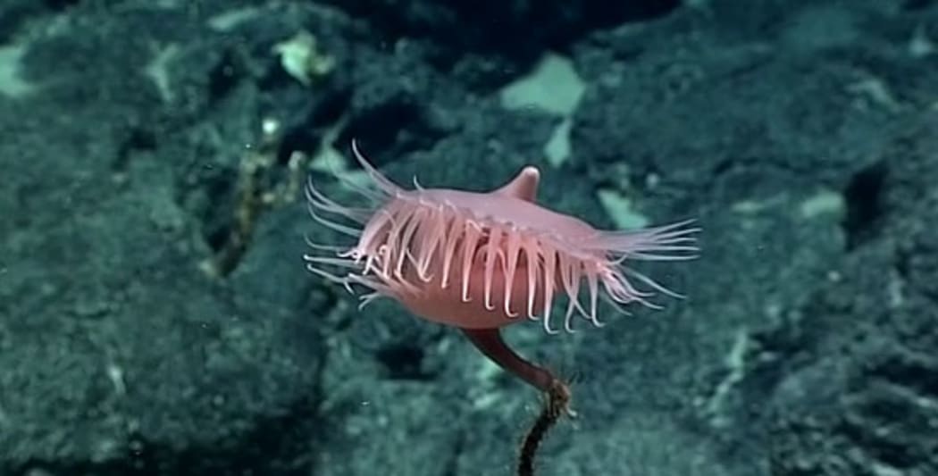 Venus Flytrap Anemone.